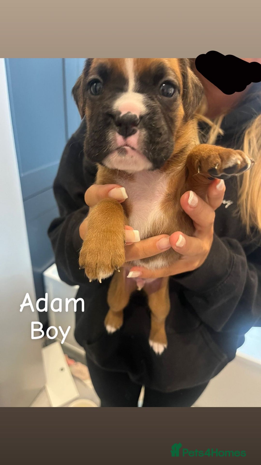 Boxer dogs for sale: Beautiful Boxer Puppies  🐾 - Image 20