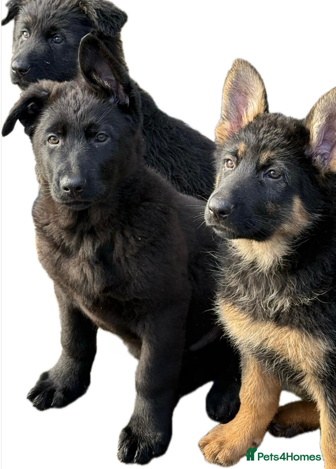 German Shepherd dogs for sale: German Shepherd  - Advert 2