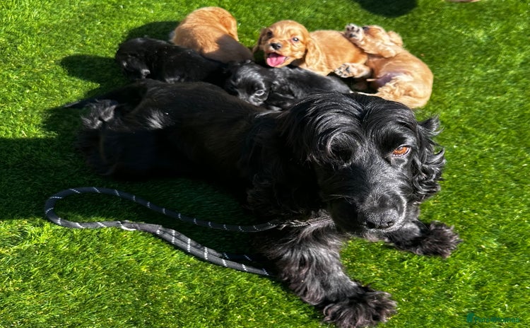Cocker Spaniel dogs - Advert 4