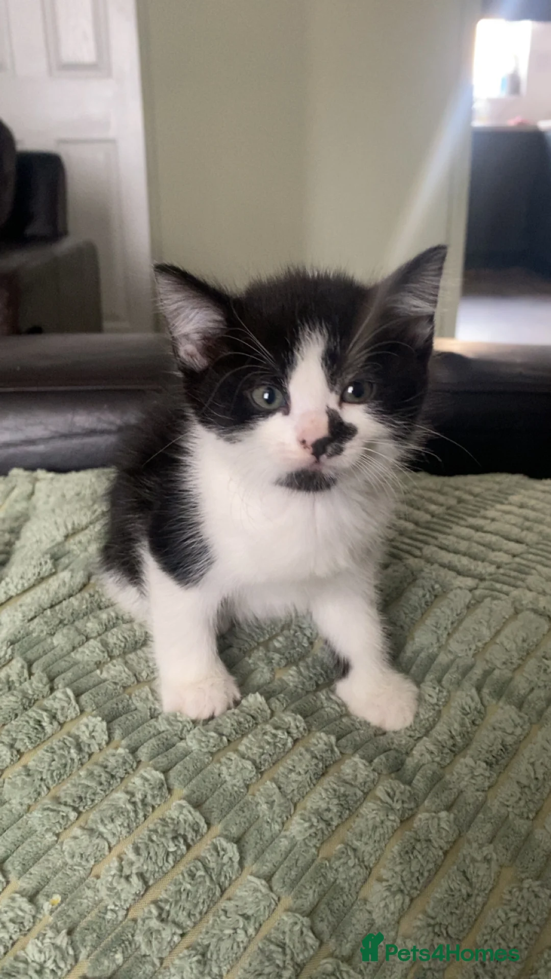 Mixed Breed cats for sale: 3 playful kittens left  - Advert 2