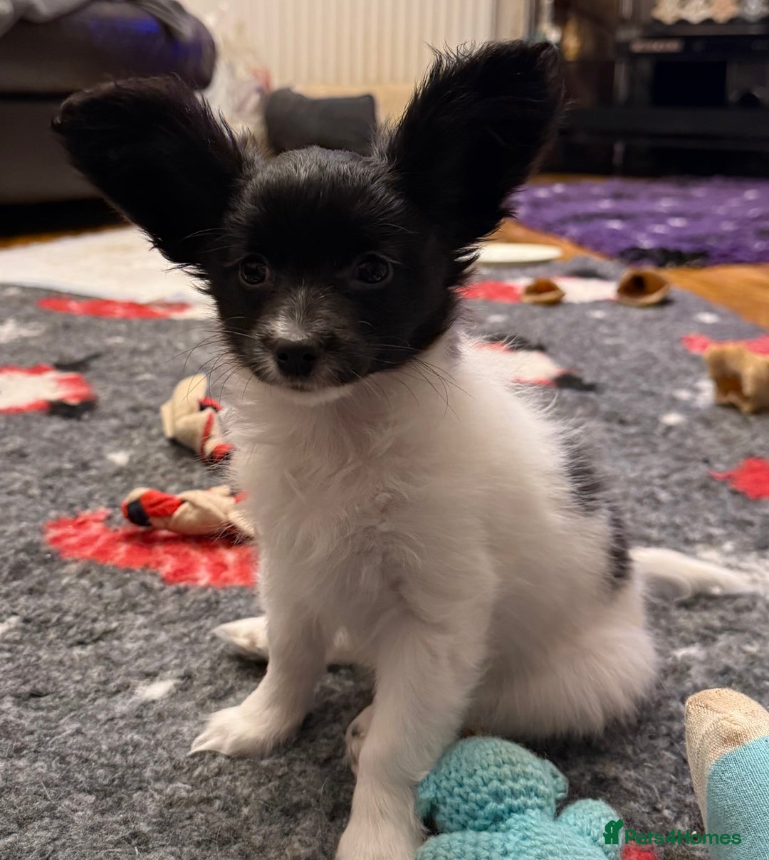 Papillon dogs for sale: Gorgeous litter of Papillon puppies for sale - Advert 2