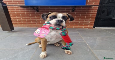 Boxer dogs - Advert 11
