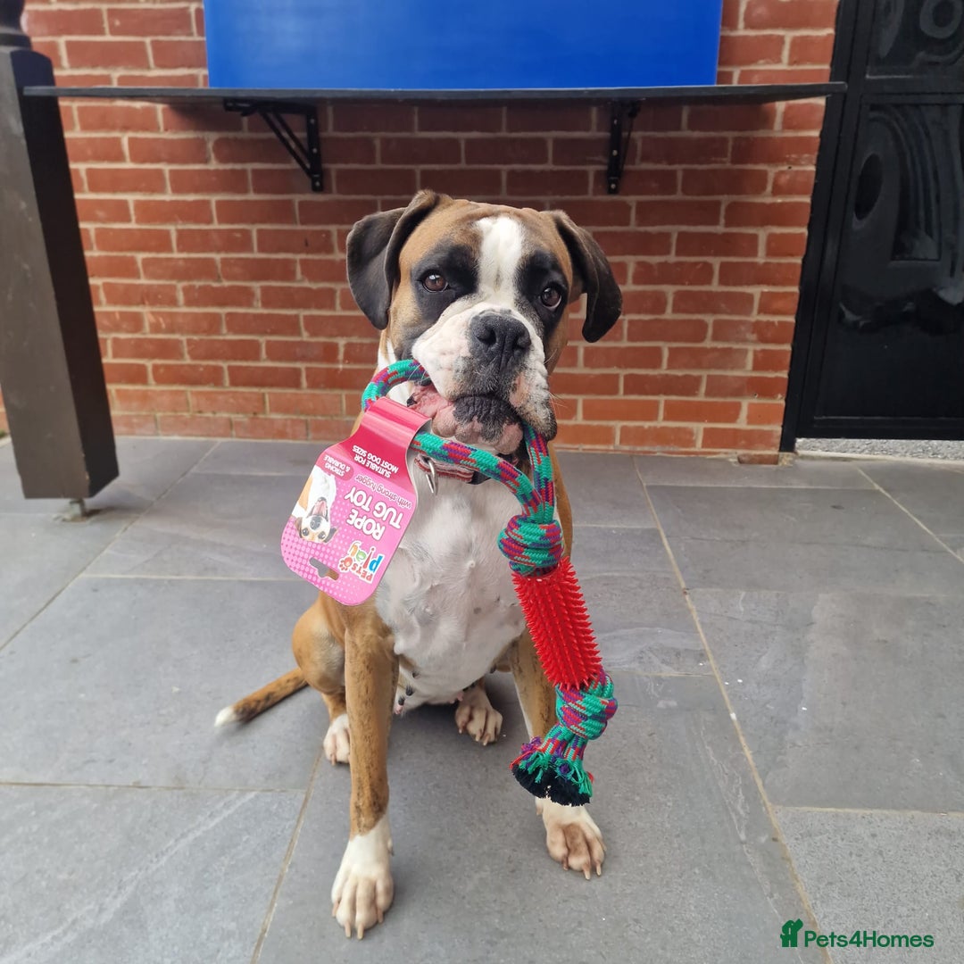 Boxer dogs for sale: KC REGISTERED Puppies-1x Gourgess Puppy available - Image 16