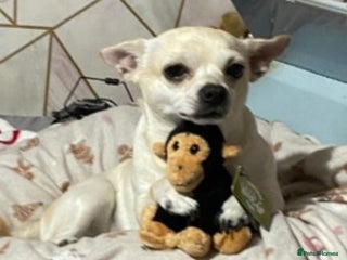 Chihuahua dogs Male chihuahua - Advert 1