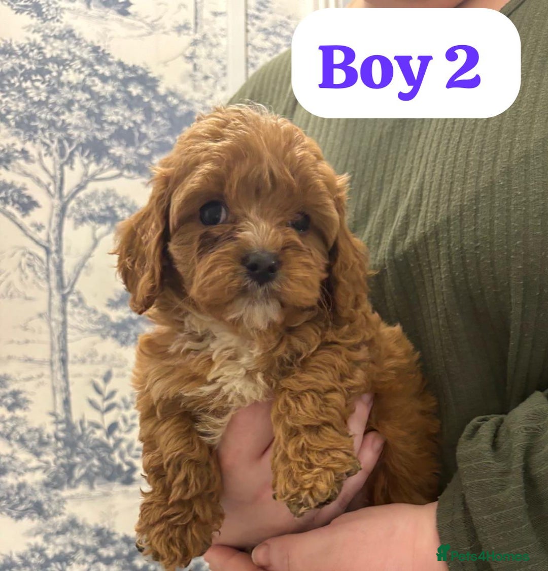 Cavapoo dogs for sale: Cavapoo - Advert 3