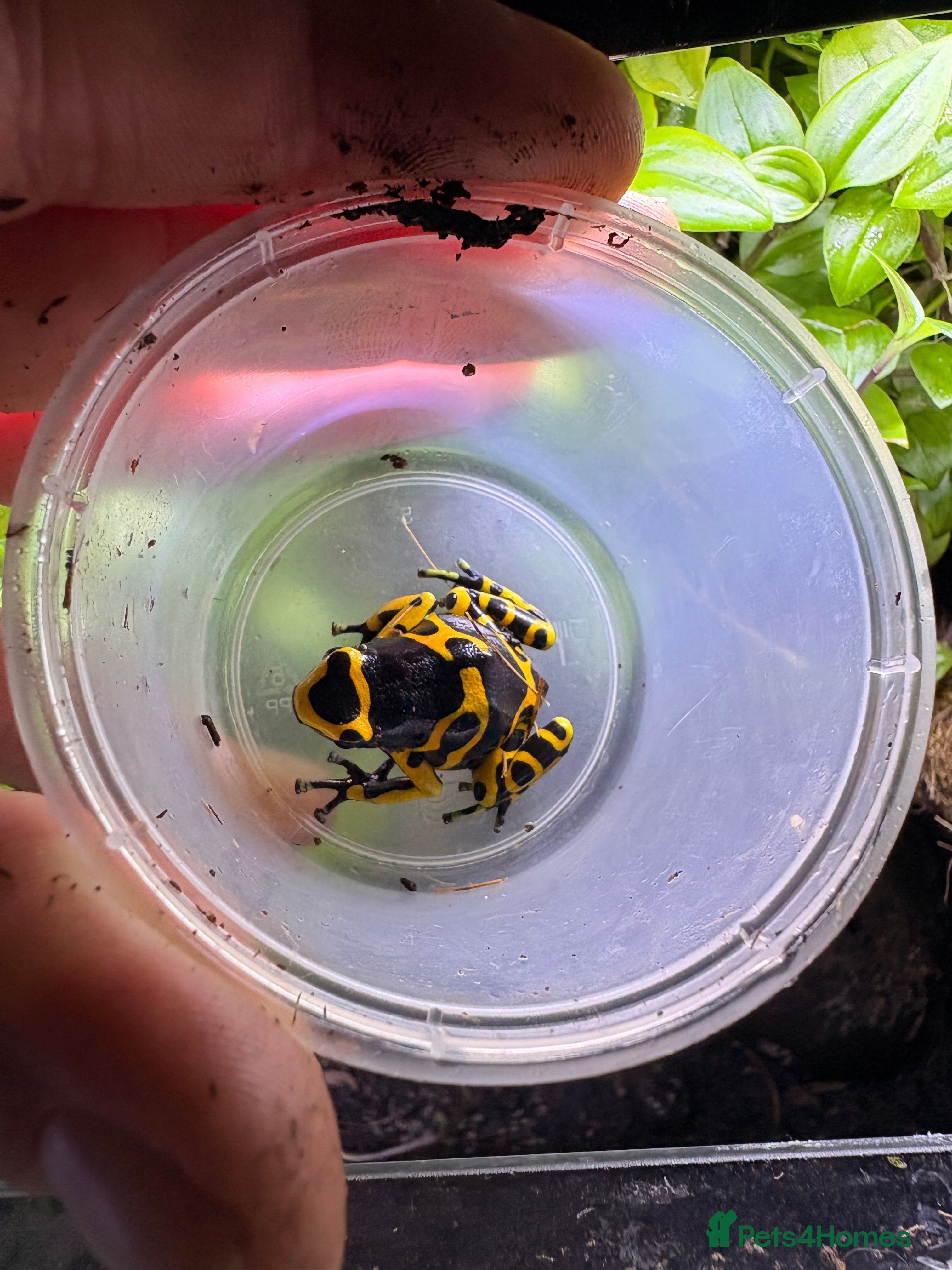 Frog reptiles Female bumblebee dart frog  - Advert 3