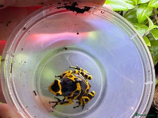 Frog reptiles Female bumblebee dart frog - Advert 14