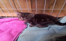 Mixed Breed cats for sale: 5 kittens 2 males 3 females - Image 4