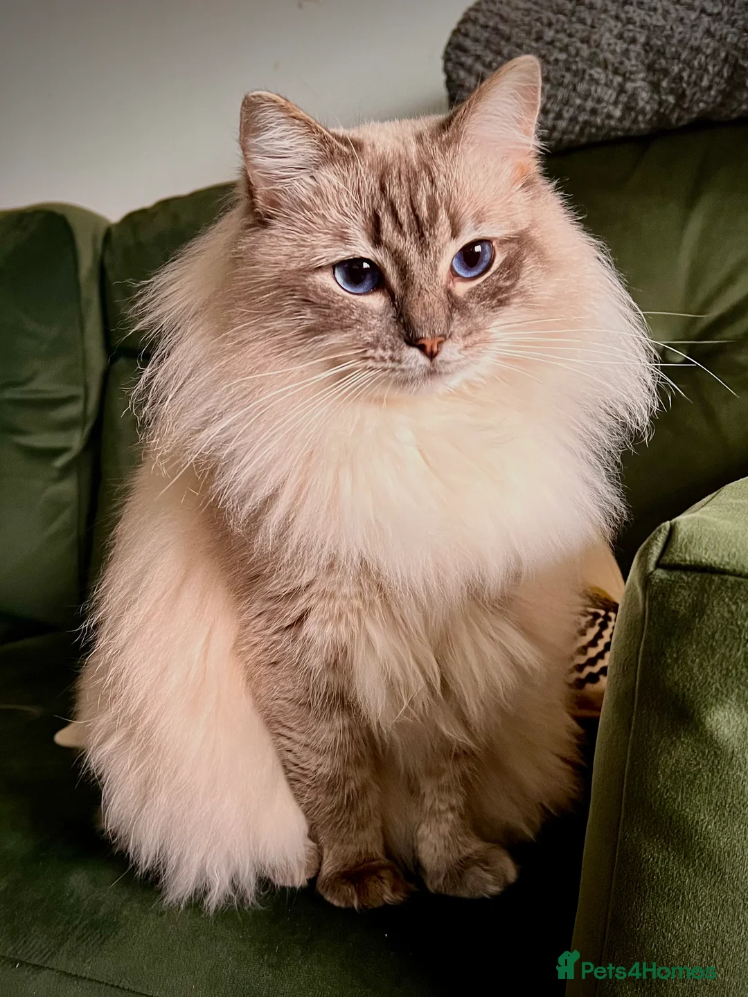 Ragdoll cats for stud: GCCF blue tabby stud Chocolate Carrier in Swindon - Advert 1