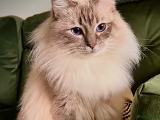 Ragdoll cats GCCF blue tabby stud Chocolate Carrier in Swindon - Advert 9