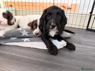 Mixed Breed dogs Cockapoo x English Springer Spaniel - Advert 1