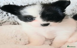 Mixed Breed dogs for sale: Adorable chion puppies  - Image 4