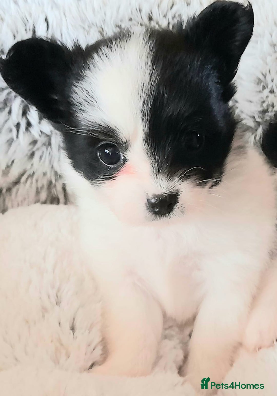 Mixed Breed dogs for sale: Adorable chion puppies  - Image 4