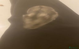 Hamster rodents for sale: Hamster - Image 2