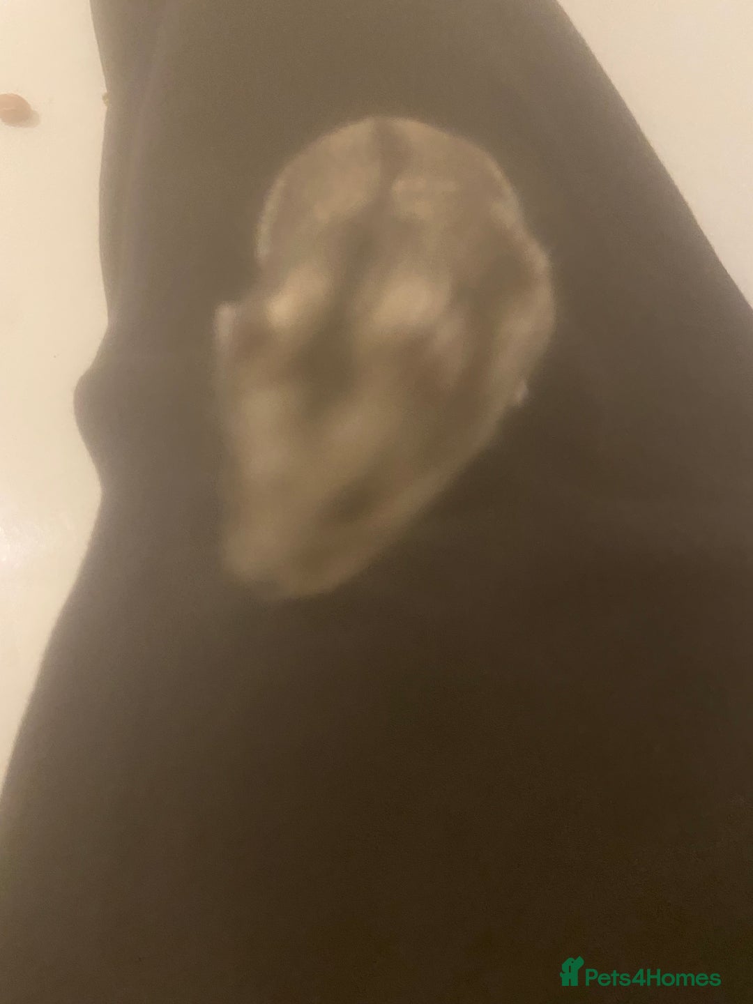 Hamster rodents for sale: Hamster - Image 2