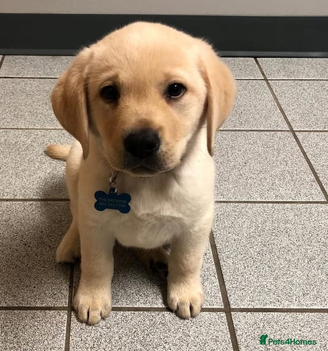 Labrador Retriever dogs for sale: Labrador puppies - Advert 5