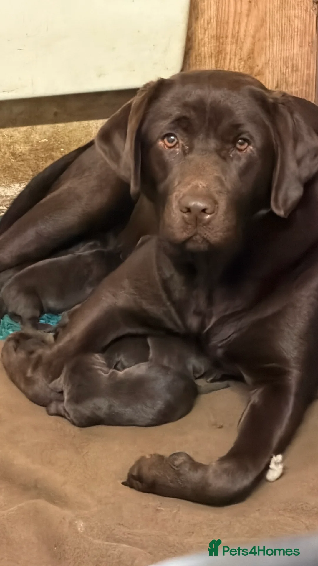 Labrador Retriever dogs for sale: Chocolate Labrador Puppies - Advert 2