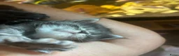 Maine Coon cats for sale: Tica registered Adorable Mainecoon Kittens - Advert 11
