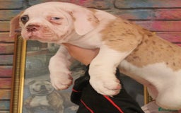 Alapaha Blue Blood Bulldog dogs for sale: SUPERB PICK OF LITTER FEMALE  - Image 2