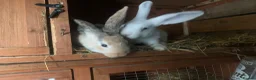 Mixed Breed rabbits for sale: German Giant cross breeds  - Advert 7