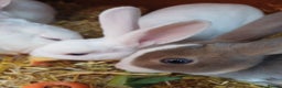 Rex rabbits for sale: Gorgeous mini rex looking for forever homes - Advert 3