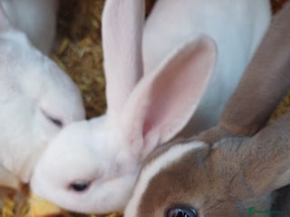Rex rabbits Gorgeous blue eyed mini rex looking for new grass - Advert 17
