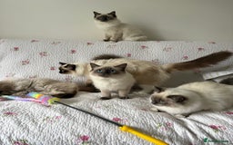 Ragdoll cats for sale: 5 beautiful Ragdoll kittens- 6 months old - Image 2