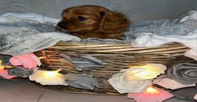 Mixed Breed dogs - Advert 11