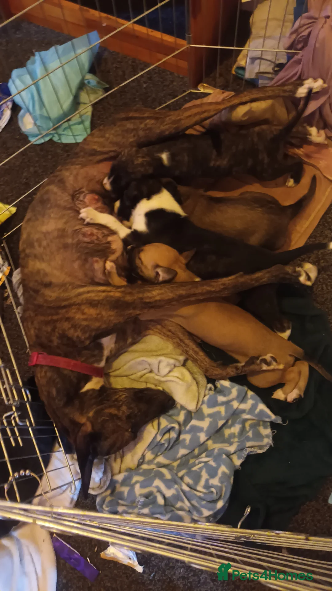 Mixed Breed dogs for sale: Bull whippet lurcher puppies in Stanley - Advert 2