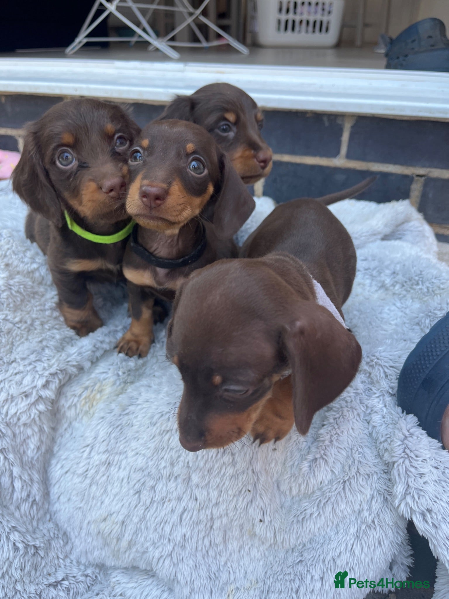 Dachshund dogs Beautiful dachshund puppies  - Advert 1