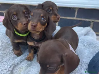 Dachshund dogs Beautiful dachshund puppies - Advert 1