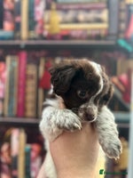 Jack Russell dogs **Traditional Jack Russell** - Advert 15