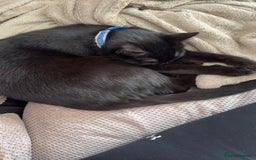 Bombay cats for sale: 2 black male cats - Advert 9