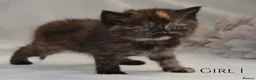 Persian cats for sale: Adorable Purebred Persian Kittens!!! - Advert 11
