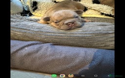 French Bulldog dogs for sale: Adorable Isabella carrying pink frenchie pups - Image 3