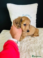 Miniature Dachshund dogs - Advert 14