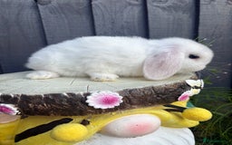 Mini Lion Lop rabbits for sale: mini lion lops ready now  - Image 9