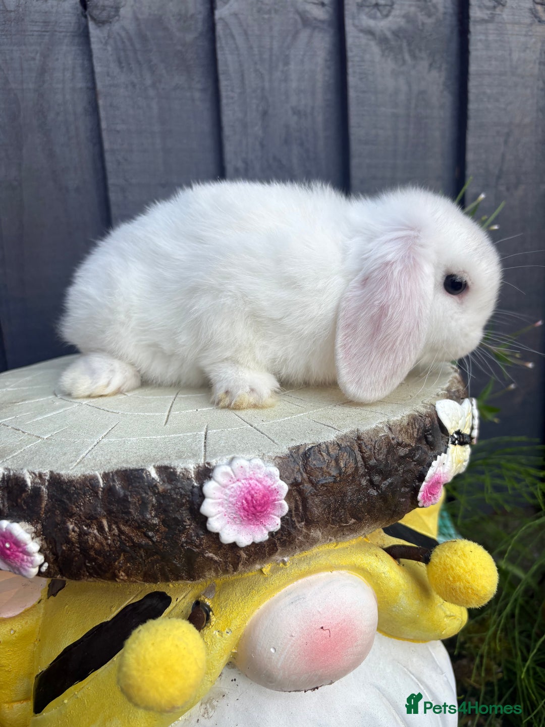 Mini Lion Lop rabbits for sale: mini lion lops ready now  - Image 9