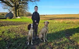 Labrador Retriever dogs for sale: Beautiful boys - Image 6