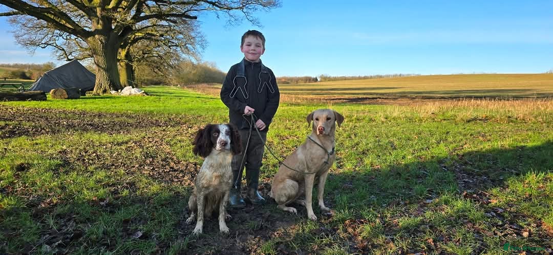 Labrador Retriever dogs for sale: Beautiful boys - Image 6