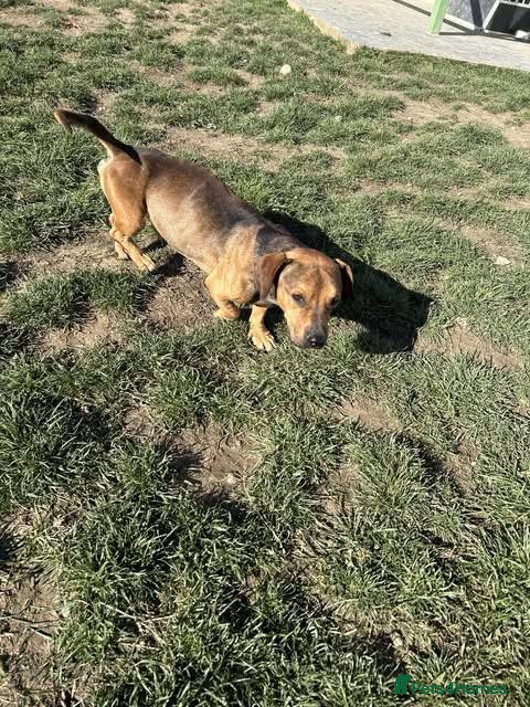 Mixed Breed dogs for adoption: Rescue boy Noodle is looking for his forever home - Advert 15