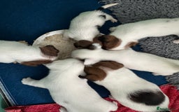 Jack Russell dogs for sale: Pedigree Jack Russell Puppies  - Image 30