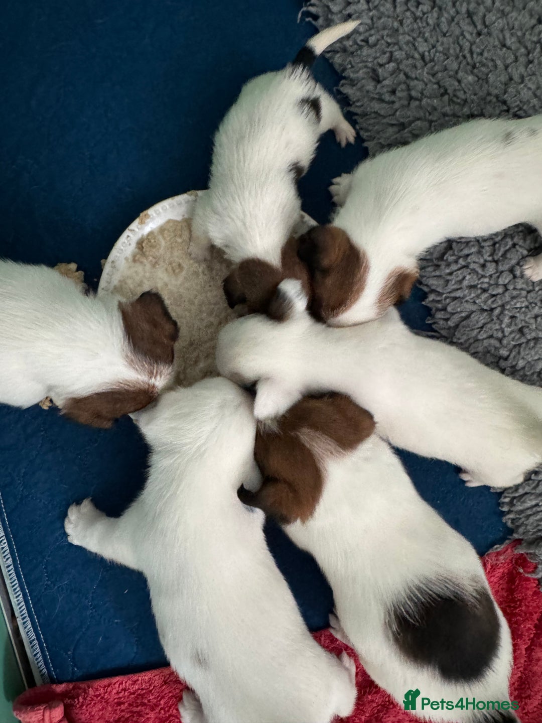 Jack Russell dogs for sale: Pedigree Jack Russell Puppies  - Image 30