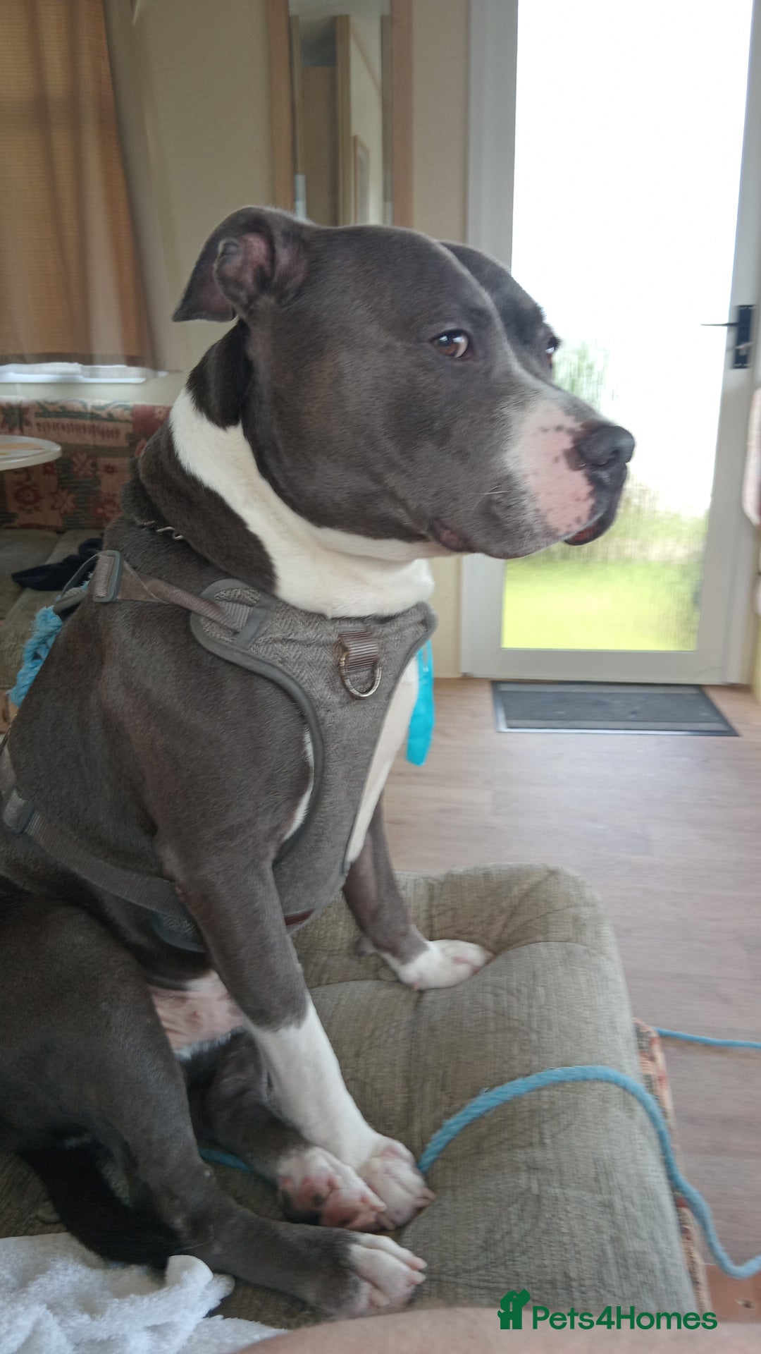 Mixed Breed dogs for stud: Blue staff 💙  - Image 3
