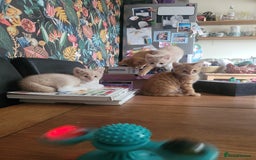 Mixed Breed cats for sale: Mixed kittens - Image 3