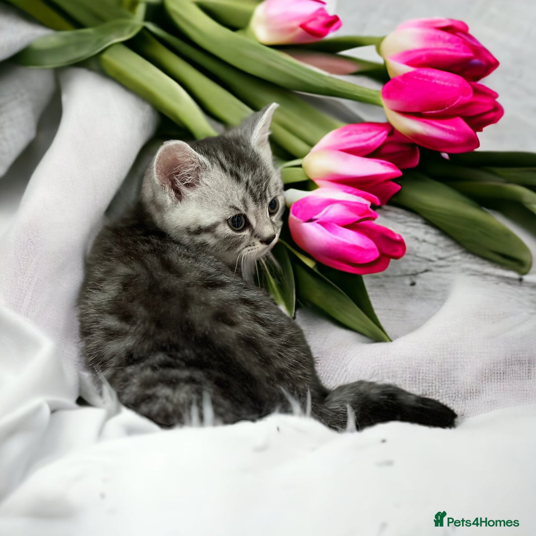 British Shorthair cats for sale: CHAMP Sire GCCF Pedigree BSH 2 Males 💙 Spotted  - Advert 1