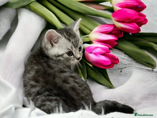 British Shorthair cats CHAMP Sire GCCF Pedigree BSH 2 Males 💙 Spotted - Advert 9