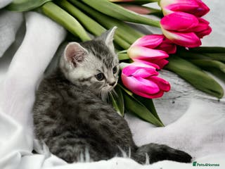 British Shorthair cats 💙 READY NOW IMPGRCH GCCF BSH 2 Males 💙 Spotted - Advert 1