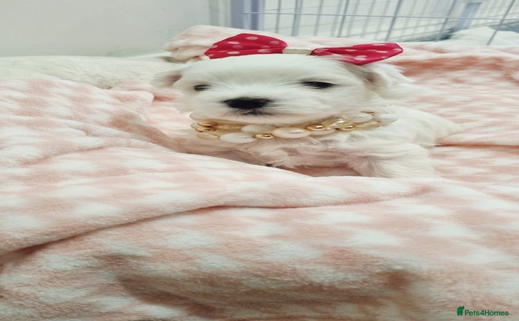 Maltese dogs - Advert 12