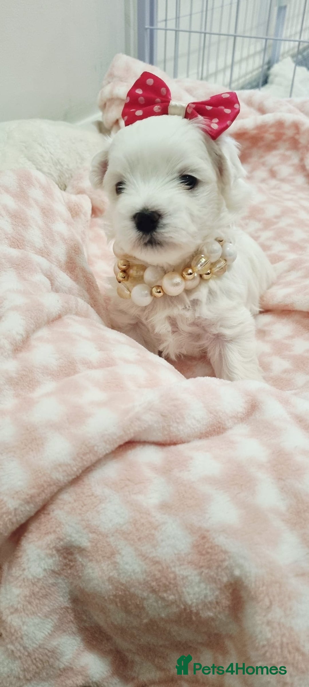 Maltese dogs for sale: Maltese Girl Ready to go  - Advert 9